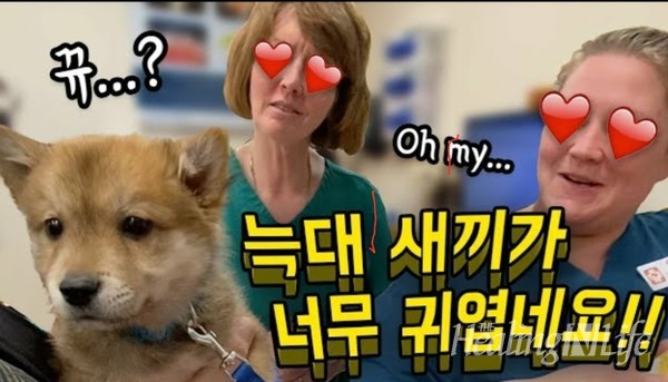 ▲ 미국 동물병원에 처음 방문한 진돗개 '왕자' 출처 '올리버쌤' 유튜브.