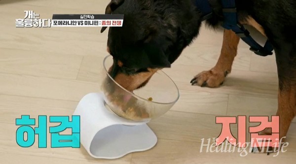 ▲ KBS 2TV ‘개는 훌륭하다’ 프로그램에서 듀먼 자연화식을 먹고 있는 강아지 ’복돌이’ (사진제공=KBS 2TV ‘개는 훌륭하다’)