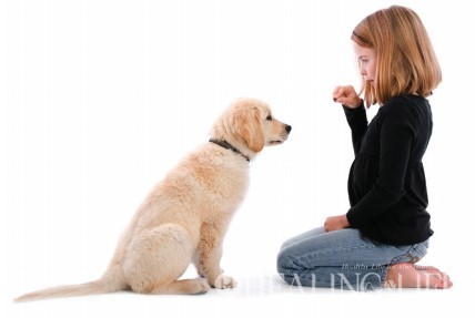 ▲ 이미지 출처 = 월썸 펫케어연구소