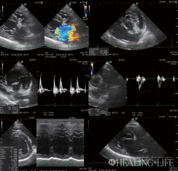 ▲ 심장초음파 검사, 박순석동물메디컬센터 제공