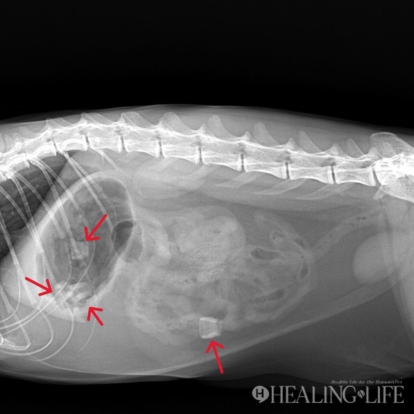▲ 고양이 미소의 X Ray 이미지. 위내 3개의 이물, 소장 폐쇄를 유발한 1개의 이물이 관찰된다. 특히 소장부 이물은 그 직경이 15mm 정도로 확인되어 소장을 폐쇄시킨 상태로 추정된다. @박순석동물메디컬센터