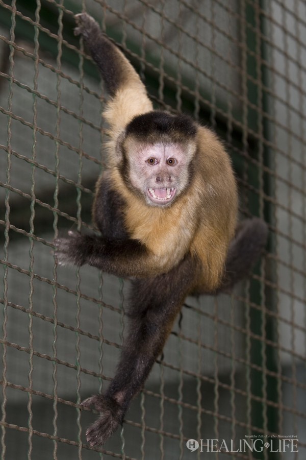 ▲ 갈색꼬리감기원숭이 (Brown Capuchin) @네이버 지식백과 